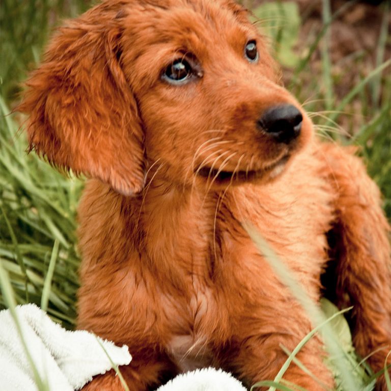 Sycamore Veterinary Service InHome Veterinarian for Le Claire and